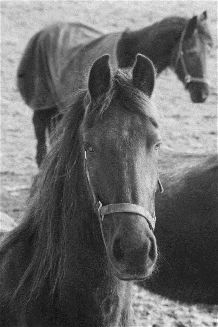 Frieser Zultan von Indegården - Zultan 2010 billede 15