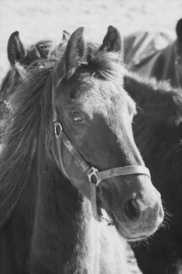 Frieser Zultan von Indegården - Zultan 2010 billede 16