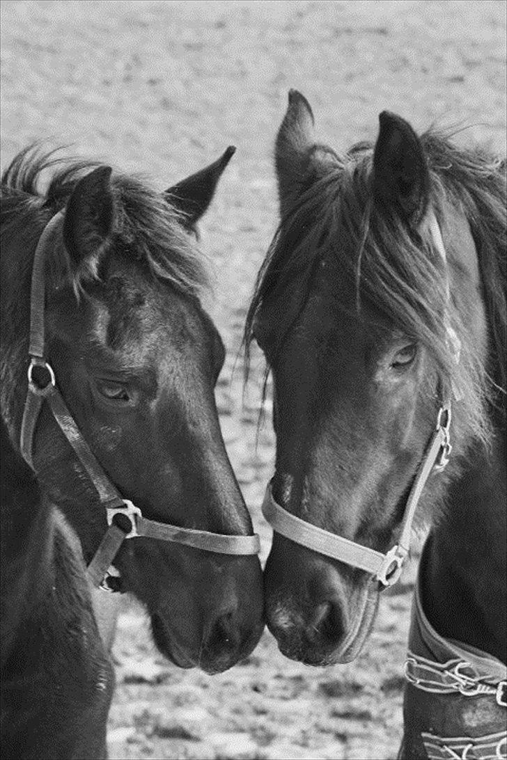 Frieser Zultan von Indegården - Zultan 3 år og hans mor Aaltje billede 17