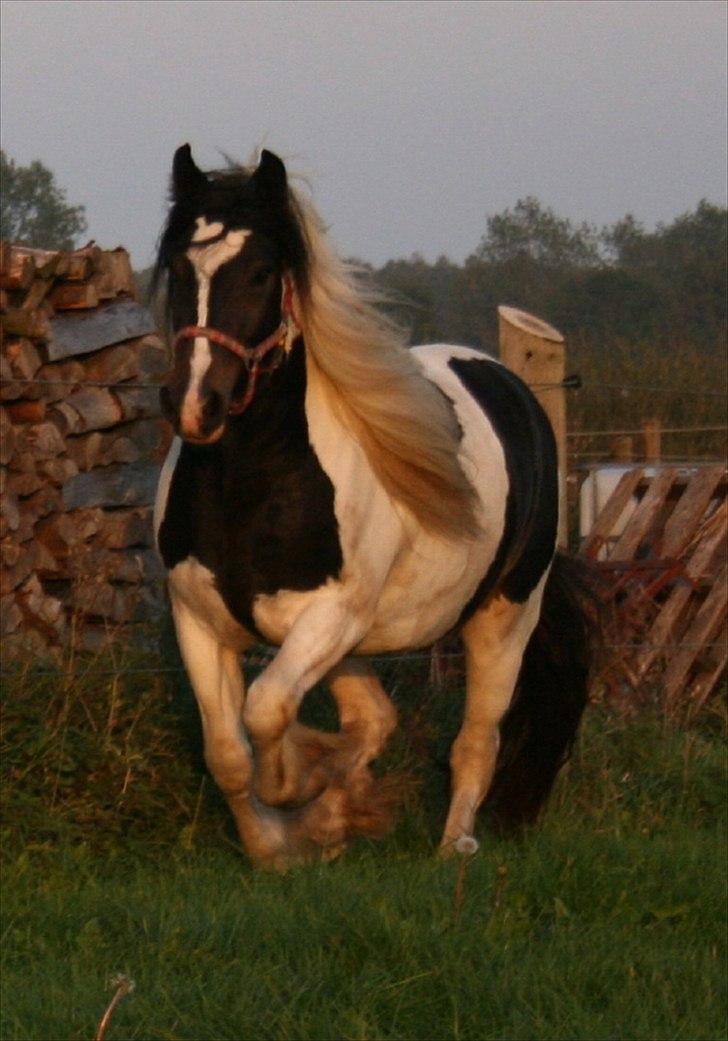 Irish Cob Troelsegårdens Aurora billede 13