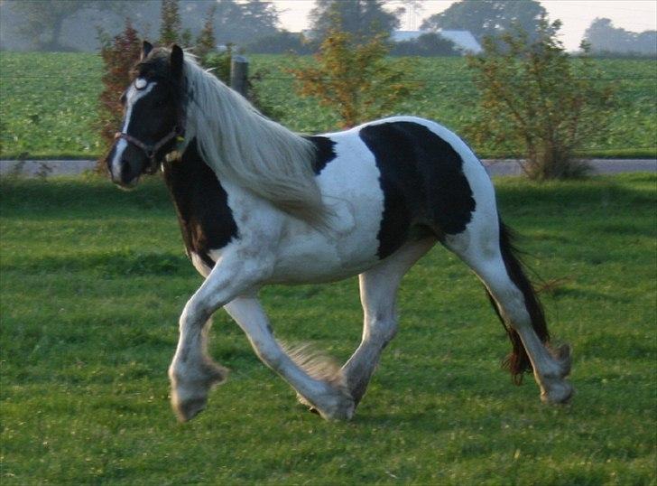 Irish Cob Troelsegårdens Aurora billede 14