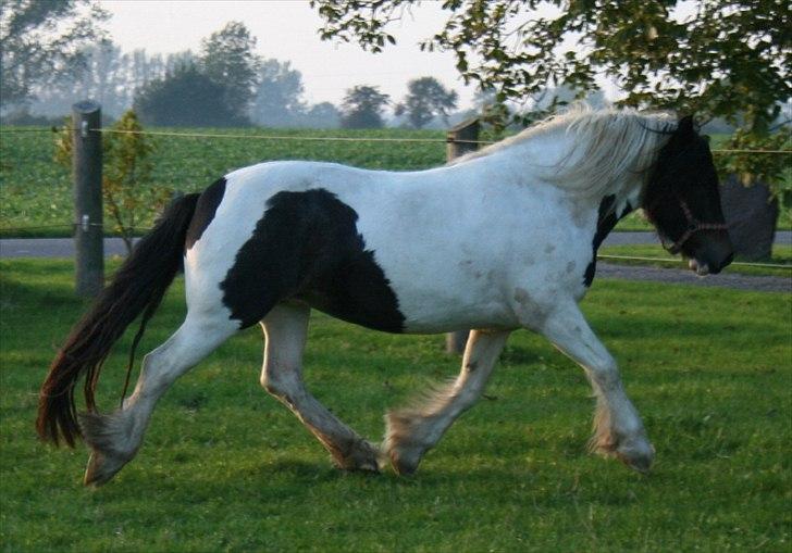 Irish Cob Troelsegårdens Aurora billede 15