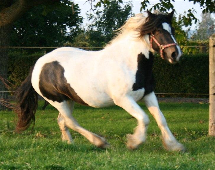 Irish Cob Troelsegårdens Aurora billede 16