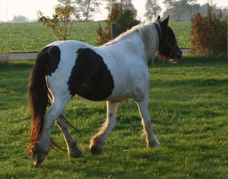 Irish Cob Troelsegårdens Aurora billede 18