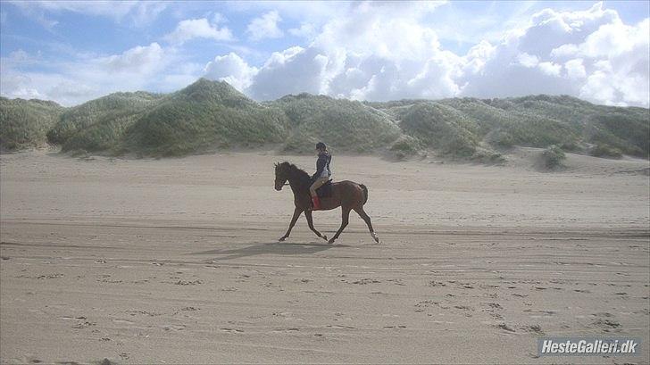 Anden særlig race Stensgaardens mistral - min smukke hest på stranden for første gang <3 billede 6