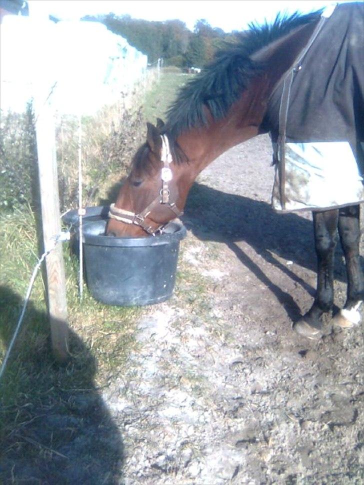 Anden særlig race Ivoire Gede RIP - mulen var blevet tørstig efter træning
gammelt billed billede 11