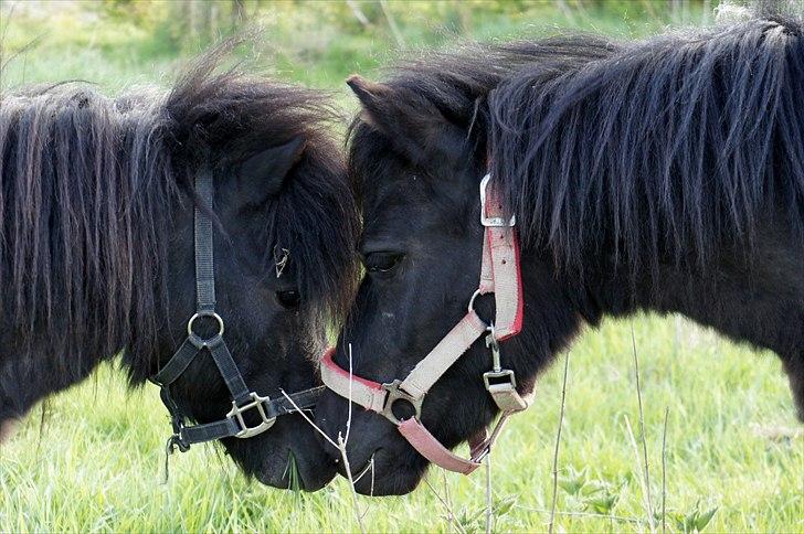 Shetlænder Wednesday <3 (tidligere Mini) - Wednesday & Blackie siger heeeej :) billede 11