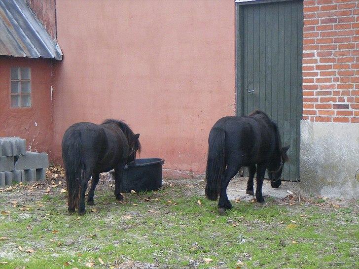 Shetlænder Wednesday <3 (tidligere Mini) - "Luk os ind!" billede 12