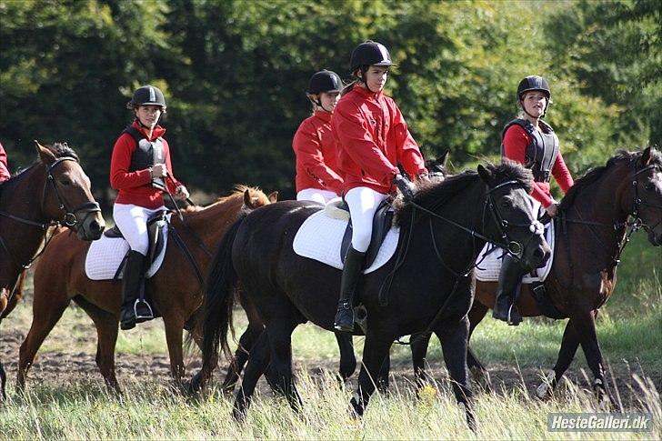 Anden særlig race Patrick GL. Part SAVNET<3 - Efterårs jagten: Er på vej til opløbet. Foto: ECS :D billede 2