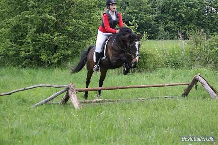 Anden særlig race Patrick GL. Part SAVNET<3 - Forårs Jagten Vsr amatørjagt ... Foto: SAC *: billede 3