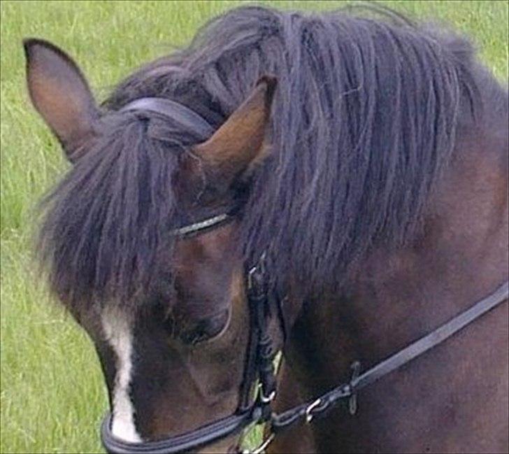 Anden særlig race Patrick GL. Part SAVNET<3 - Min Smukke Pony:) billede 4