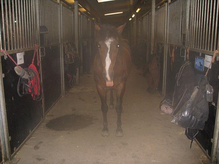 Anden særlig race Patrick GL. Part SAVNET<3 - Man kan også række Tunge =) billede 5