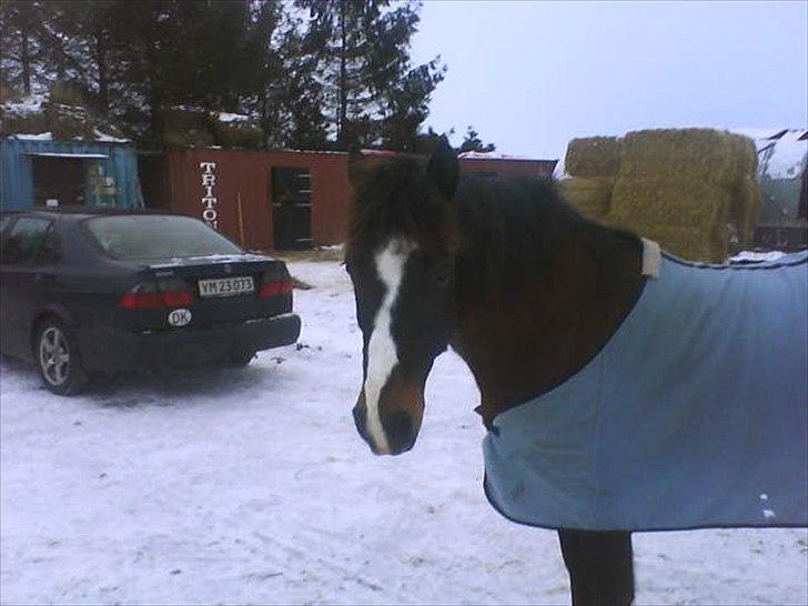 Anden særlig race Patrick GL. Part SAVNET<3 - I vinters:) billede 6