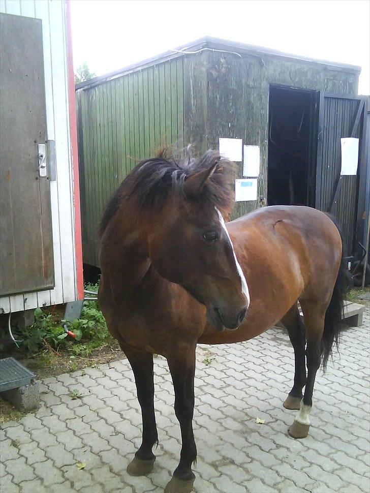 Anden særlig race Patrick GL. Part SAVNET<3 - Elsker dig bassemand*: billede 7