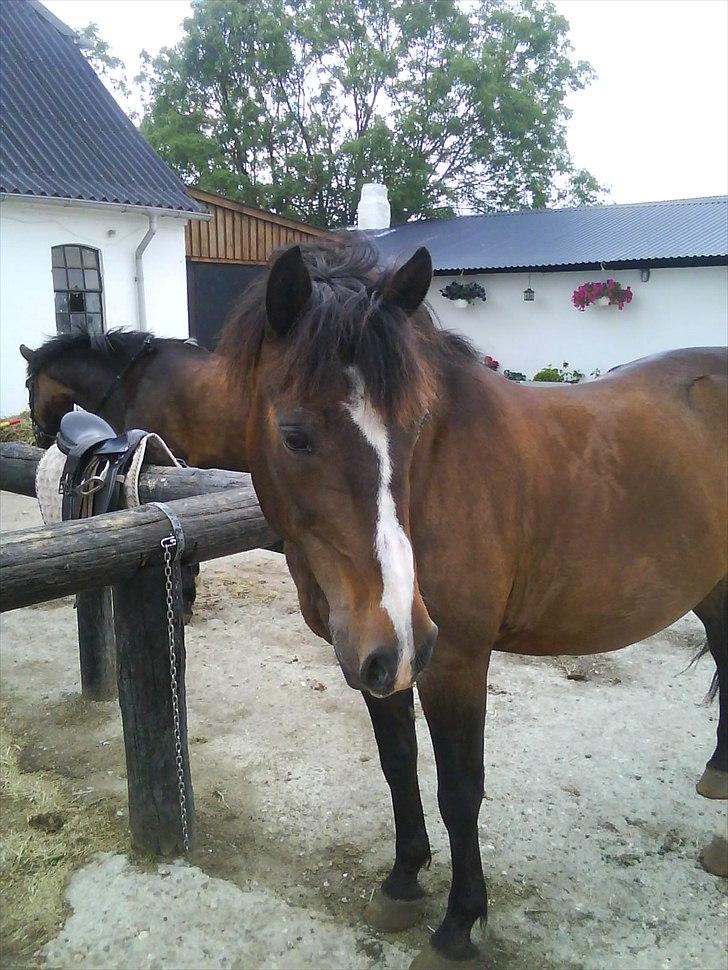 Anden særlig race Patrick GL. Part SAVNET<3 - Næsten lige da jeg havde fået dig:) billede 8