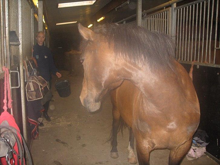 Anden særlig race Patrick GL. Part SAVNET<3 - Jeg vil også have mad Jessica (; billede 9