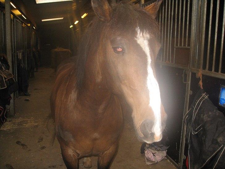 Anden særlig race Patrick GL. Part SAVNET<3 - Du Betyder Ubeskriveligt meget for mig Skat*: billede 10