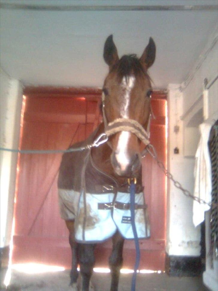 Anden særlig race Ivoire Gede RIP - et af de første billeder jeg tog af ham :) billede 12