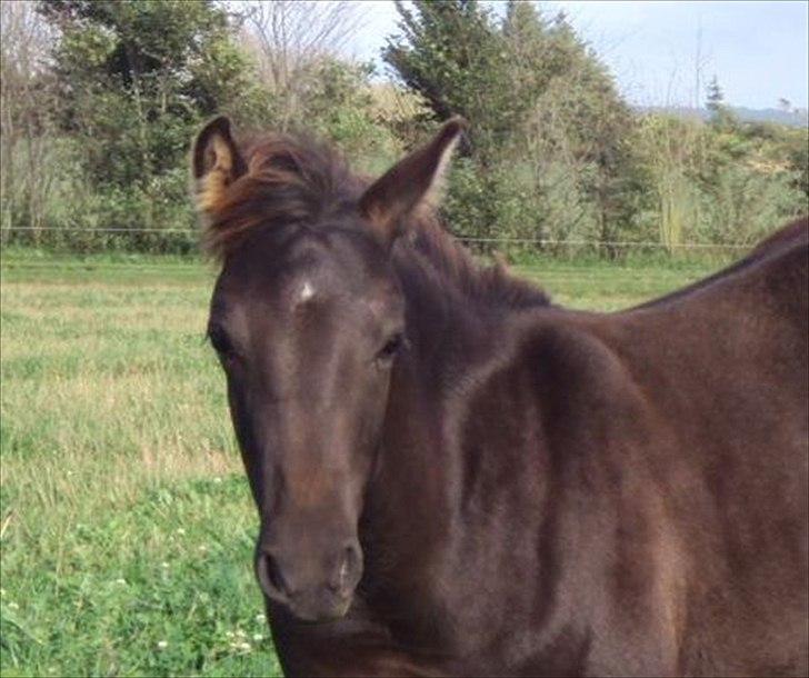 Anden særlig race Walentin billede 11