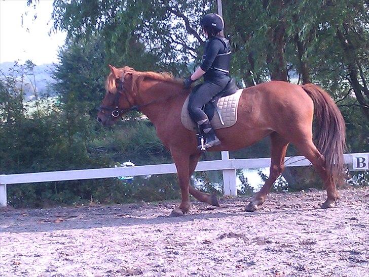 Anden særlig race Hard Amir - riding fra 24-09-2010 det gik mega godt :D billede 3