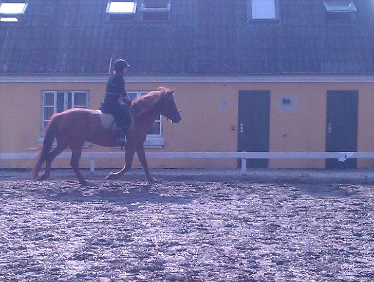 Anden særlig race Hard Amir - riding fra 24-09-2010 det gik mega godt :D billede 4