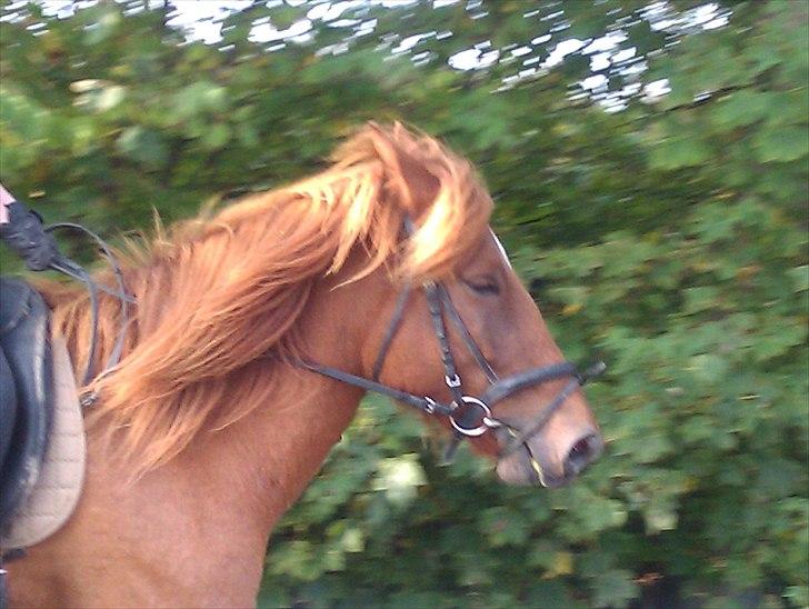 Anden særlig race Hard Amir - riding fra 24-09-2010 det gik mega godt :D billede 5