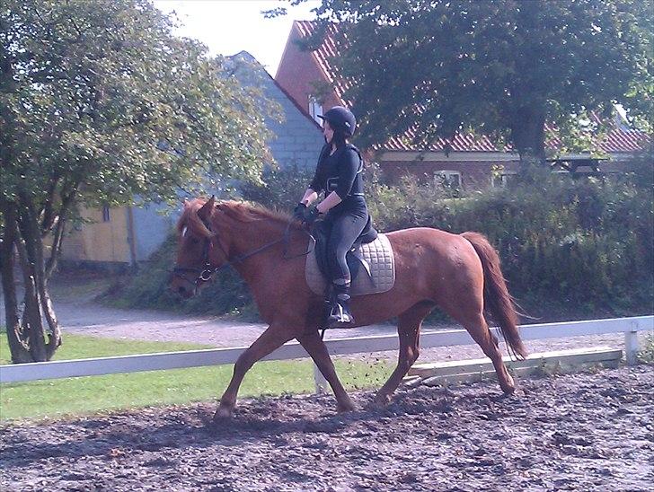 Anden særlig race Hard Amir - riding fra 24-09-2010 det gik mega godt :D billede 6