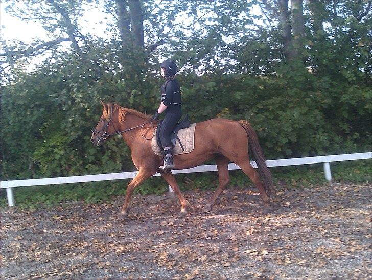 Anden særlig race Hard Amir - riding fra 24-09-2010 det gik mega godt :D billede 8