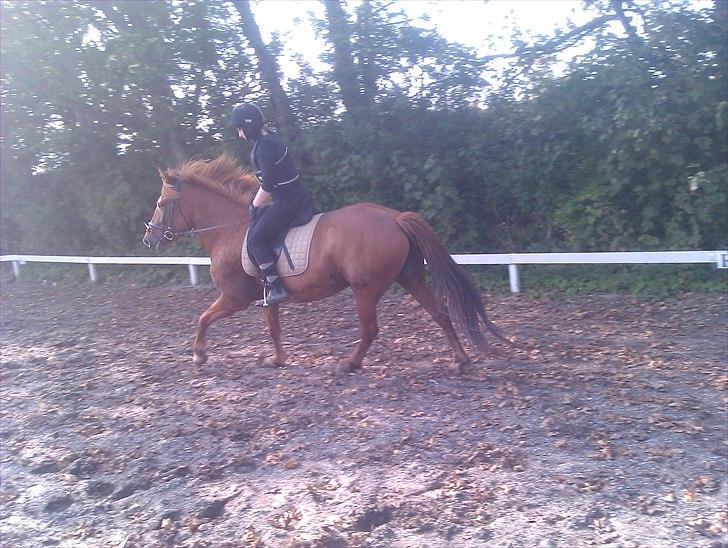 Anden særlig race Hard Amir - riding fra 24-09-2010 det gik mega godt :D billede 9