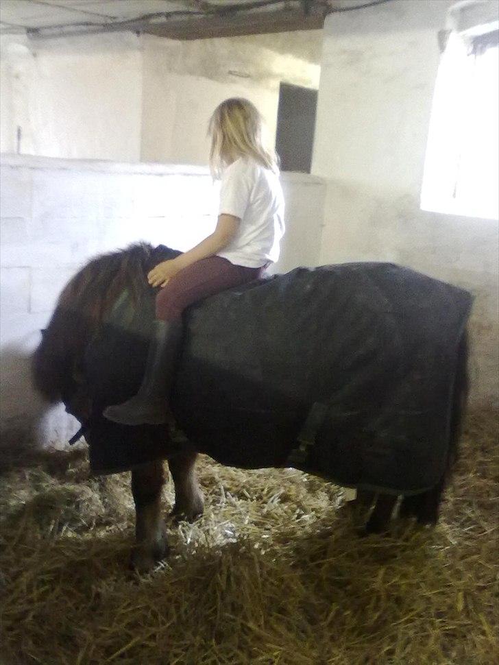 Anden særlig race Sesam  SOLGT - lidt boks hygge billede 13