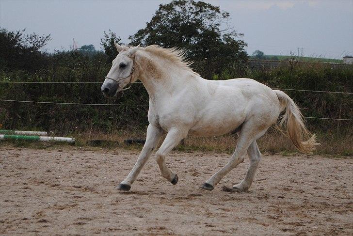 Connemara Saki  - You are my sunshine, on a rainy day <3 billede 14