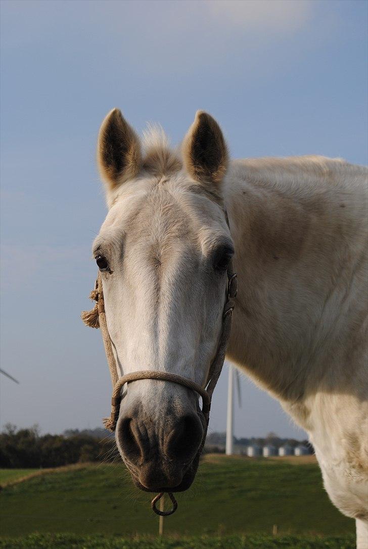 Connemara Saki  - Hvad ser man i de øjne: Kærlighed, trofasthed, vilje og mod :) billede 17