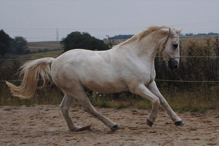 Connemara Saki  - Uuuh, hvor han ligner en spansk skønhed <3 billede 18