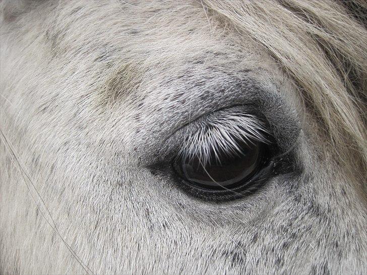 Falabella Trunte - nu kan jeg endelig se dig ordenligt billede 6