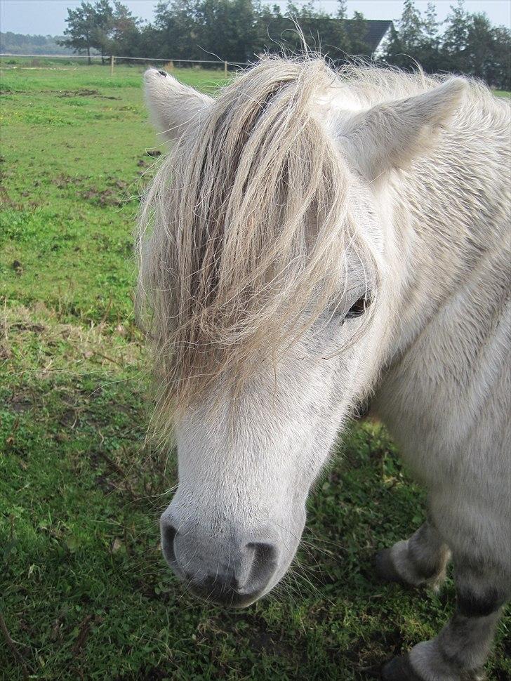 Falabella Trunte - Heejjjjj!!!!!!!!!!!!!!!!!!!!!! billede 8