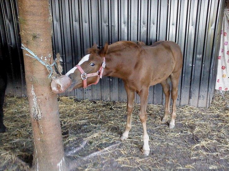Knabstrupper Golden Nemo himmel hest  - 2.5mdr og så er sårh en slik sten helt i top :D billede 15