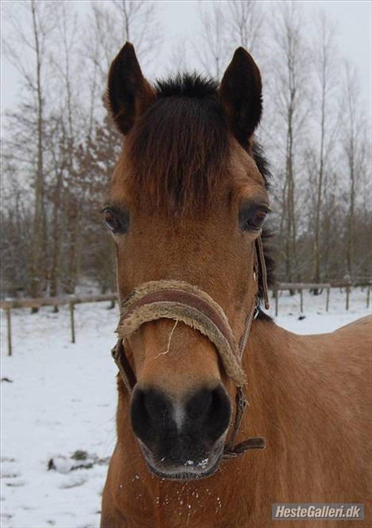 Welsh Pony af Cob-type (sec C) Camilla-tut :-) - Camillla i sne! Elsker dig musse! foto: Camilla petersen :DDD tak for alle billederne! :P billede 17
