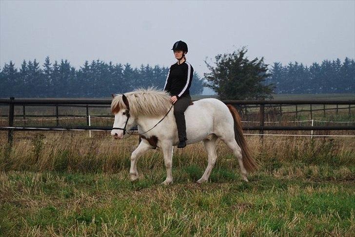 Islænder Faxi fra Miklagård - Faxi og jeg i skridt d. 24. september 2010 billede 15