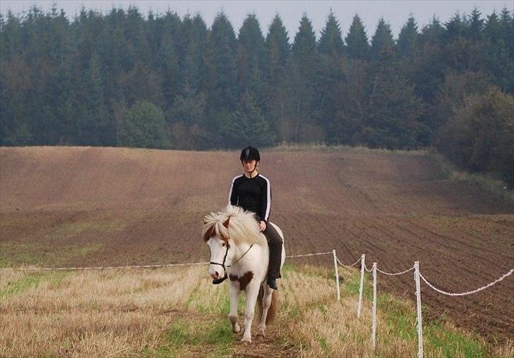 Islænder Faxi fra Miklagård - Lidt dressur, her træner vi versade D. 24. sep. 2010 billede 16