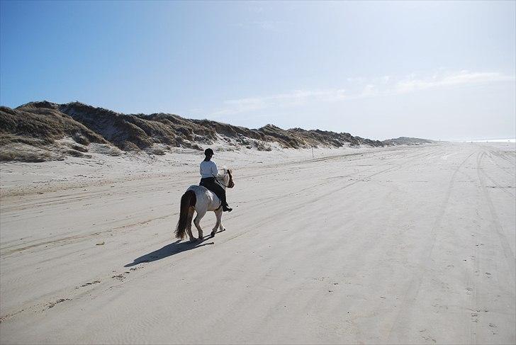 Islænder Faxi fra Miklagård - Faxi og jeg på Blokhus strand 9/4-11 billede 17