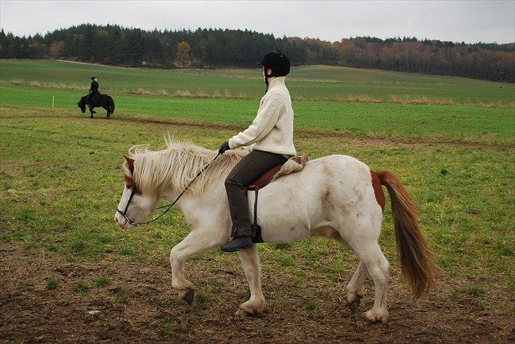 Islænder Faxi fra Miklagård - Vi øver trav på banen - d. 31. oktober 2010 billede 18