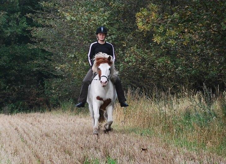 Islænder Faxi fra Miklagård - Faxi og jeg i galop d. 24. september 2010 billede 19