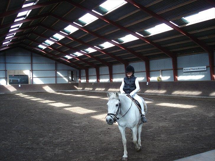 Anden særlig race piaff (Gammel part) billede 1