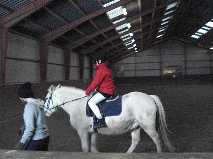 Anden særlig race piaff (Gammel part) billede 2