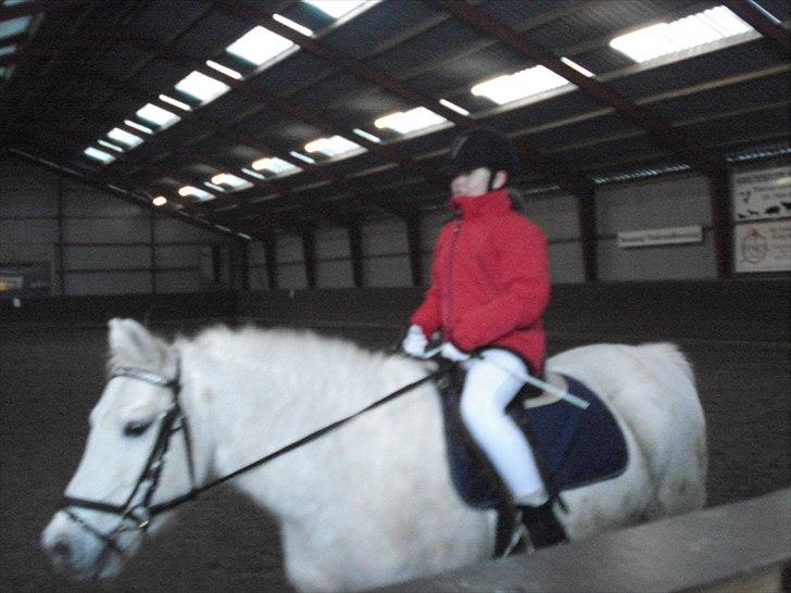 Anden særlig race piaff (Gammel part) billede 3