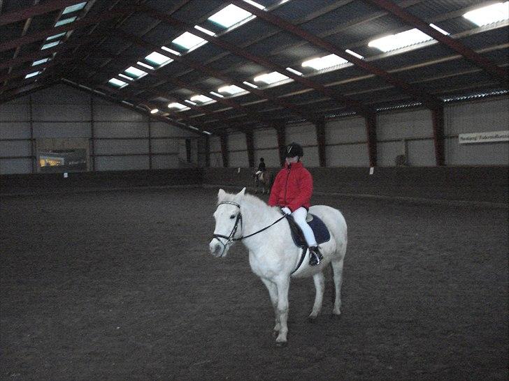 Anden særlig race piaff (Gammel part) billede 4