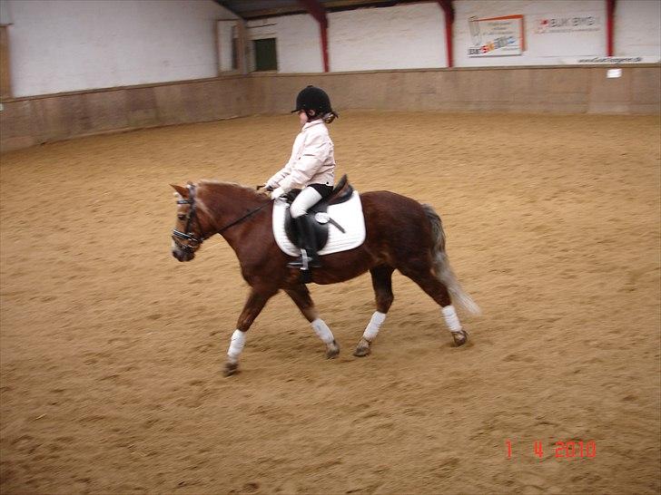 Anden særlig race BobbyHill billede 2