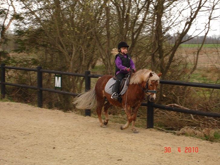 Anden særlig race BobbyHill - Træning på banen ved Celine billede 5