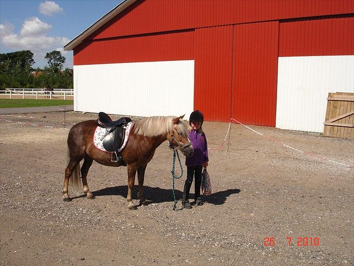 Anden særlig race BobbyHill - På vej til ridelejr i HRV Juli 2010. Jeg havde lånt Bobby af Celine billede 7