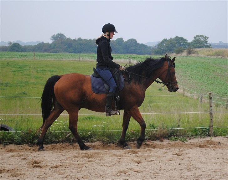 Anden særlig race Rocky billede 12